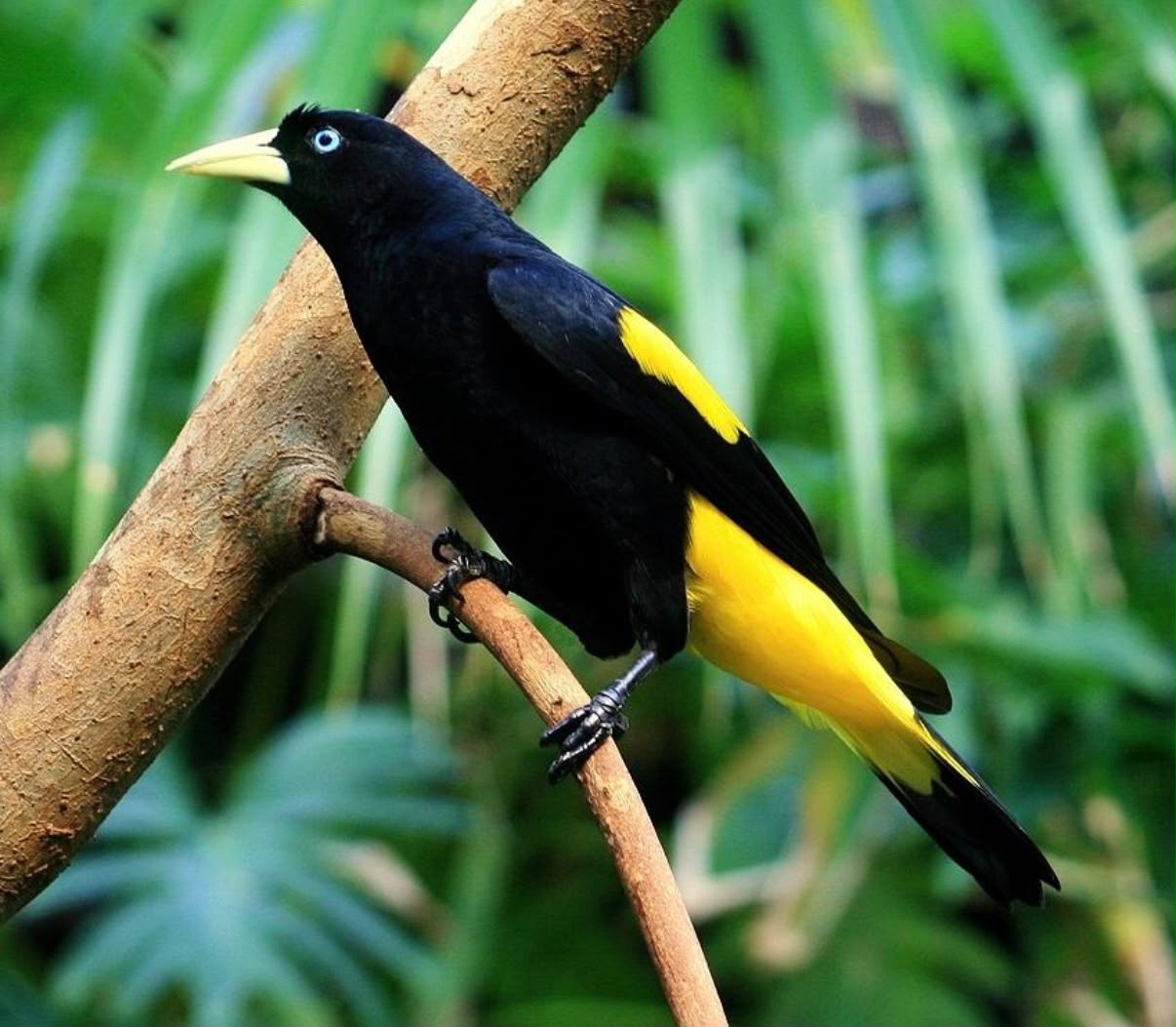 Le Txana — oiseau jaune d'Amazonie, plumage noir et jaune, symbole d'oiseau passeur de culture chez les peuples de l'Acre